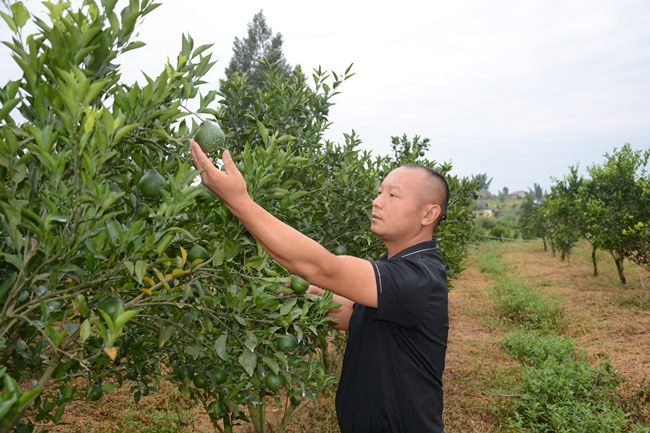 張熙檢查林地情況。胡未供圖