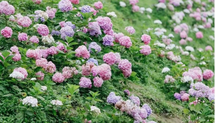 鹿野花塔盛開的繡球花。彭州市委宣傳部供圖