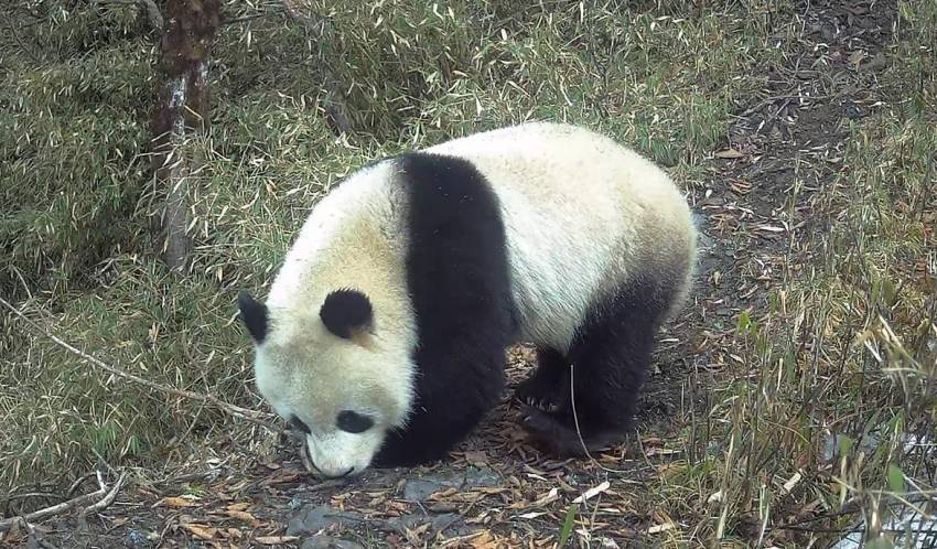 大熊貓。大熊貓國家公園成都管理分局供圖