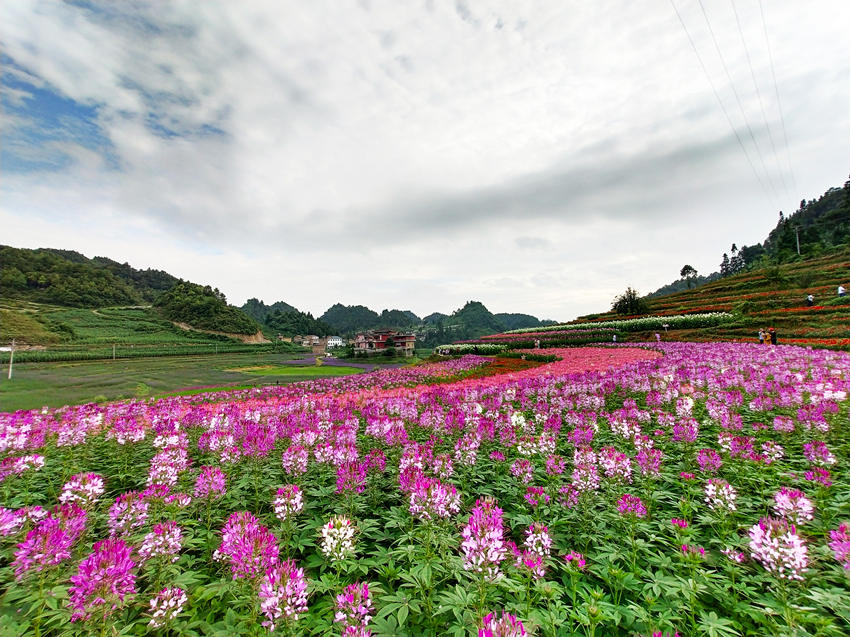 湖畔紅色花海。摩尼鎮(zhèn)供圖