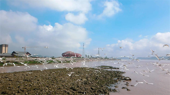 大渡河國家濕地 沫若戲劇文創(chuàng)園外蘆葦白鷺。李亞林攝