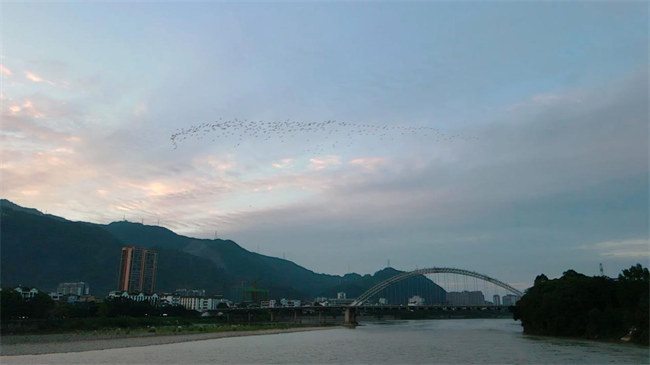 夕陽下沙灣城區(qū)白鷺齊飛畫面。李亞林攝