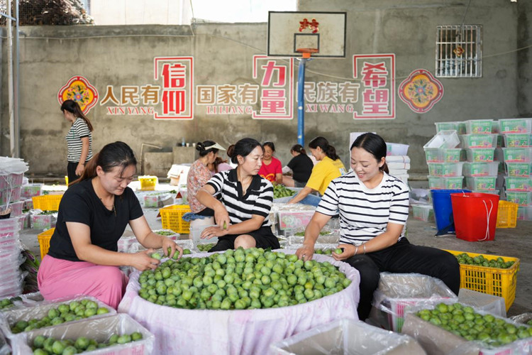 茂縣構(gòu)建“涼風(fēng)避暑+生態(tài)李果”新格局