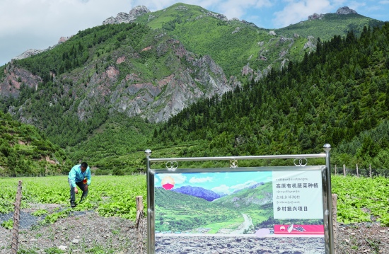 中國(guó)石油四川銷(xiāo)售公司助力高原有機(jī)蔬菜種植項(xiàng)目，有效帶動(dòng)周邊農(nóng)戶增收就業(yè)。 中國(guó)石油四川銷(xiāo)售公司供圖