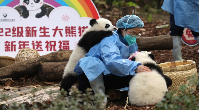 大熊貓萌亮相送祝福。成都大熊貓繁育研究基地供圖