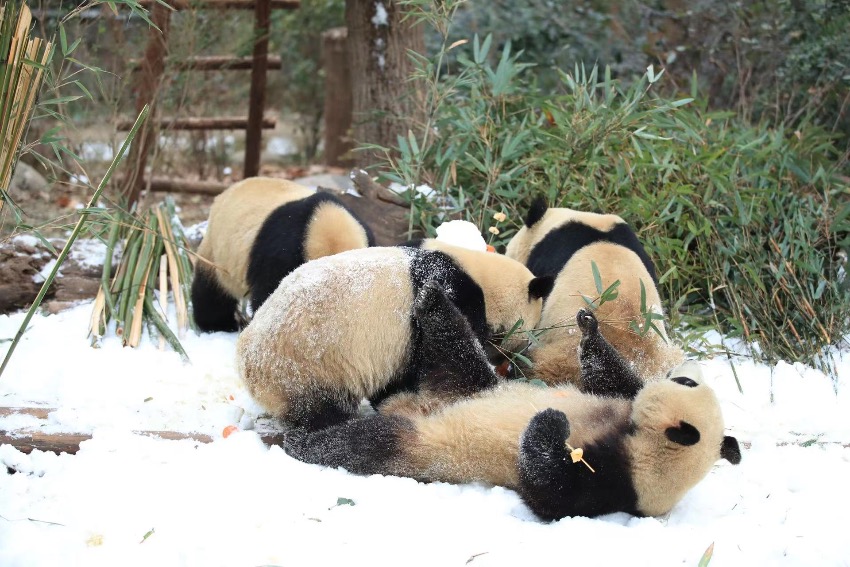 大熊貓盡情雪地撒歡。成都大熊貓繁育研究基地供圖