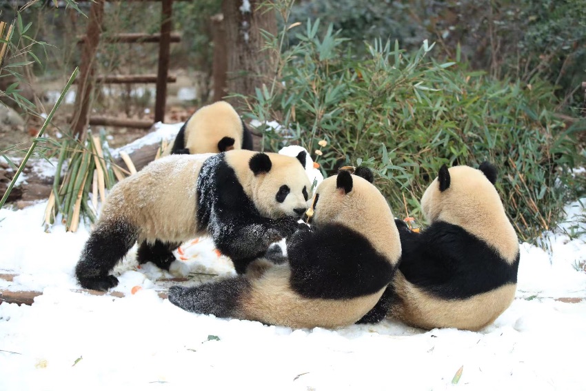 大熊貓盡情雪地撒歡。成都大熊貓繁育研究基地供圖