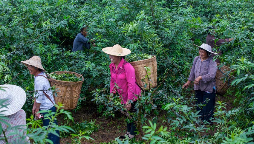 眉山洪雅縣藤椒種植基地