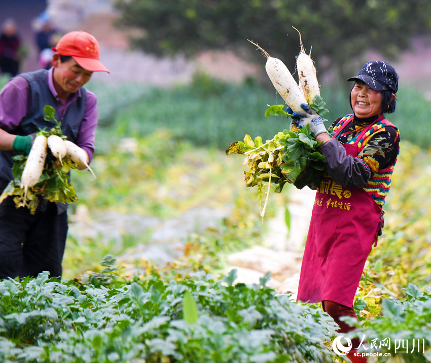 錦屏鎮(zhèn)中壩社區(qū)蔬菜種植基地內(nèi)村民正忙著采收蘿卜。汪澤民攝