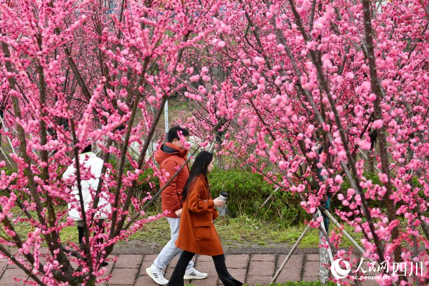 市民踏青賞花、休閑游玩。 張啟富攝