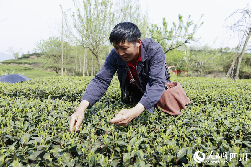 茶農(nóng)采茶。陳曉芳攝