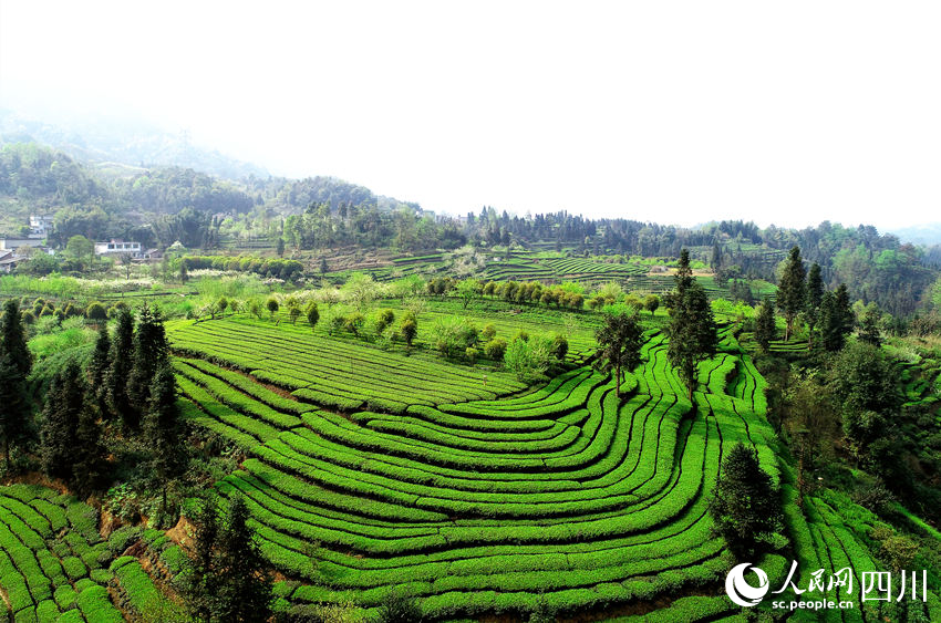 航拍高縣標準化生態(tài)茶園。陳曉芳攝