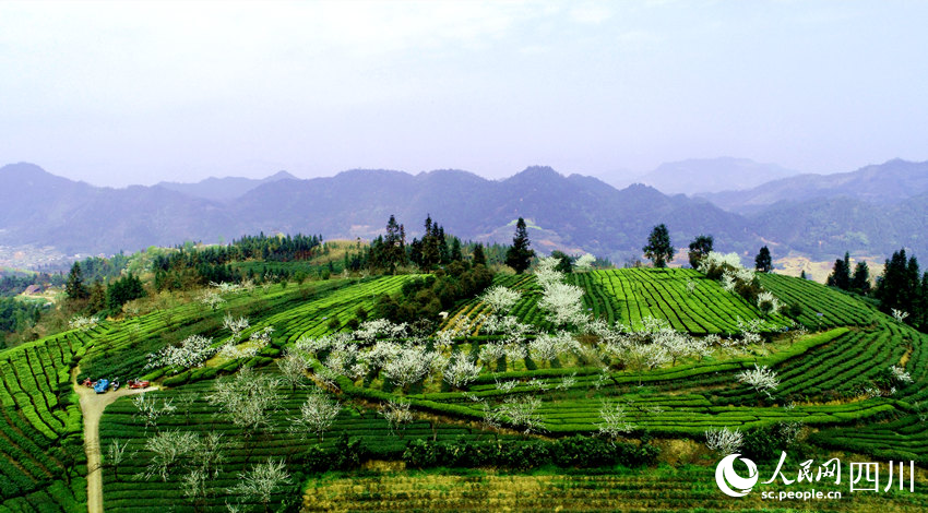 春到茶園景如畫(huà)。陳曉芳攝