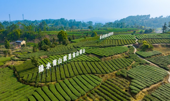 來(lái)牟鎮(zhèn)一洞橋村茶葉基地。胡未供圖