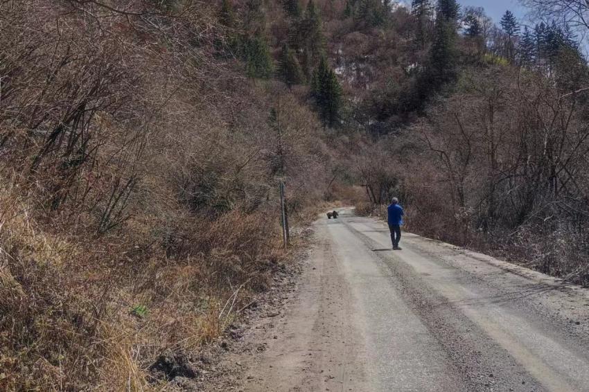 民警巡邏偶遇大熊貓路邊發(fā)呆。綿陽公安供圖