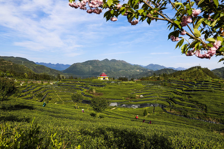 萬源市的富硒茶園。孫維翠攝