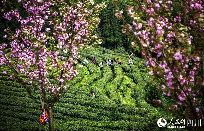 茶農(nóng)采茶忙。何為攝