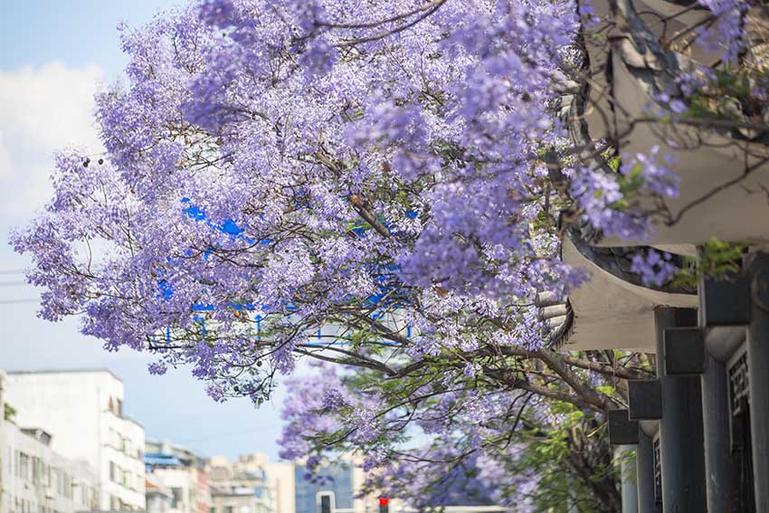 盛放的藍(lán)花楹。西昌市委宣傳部供圖