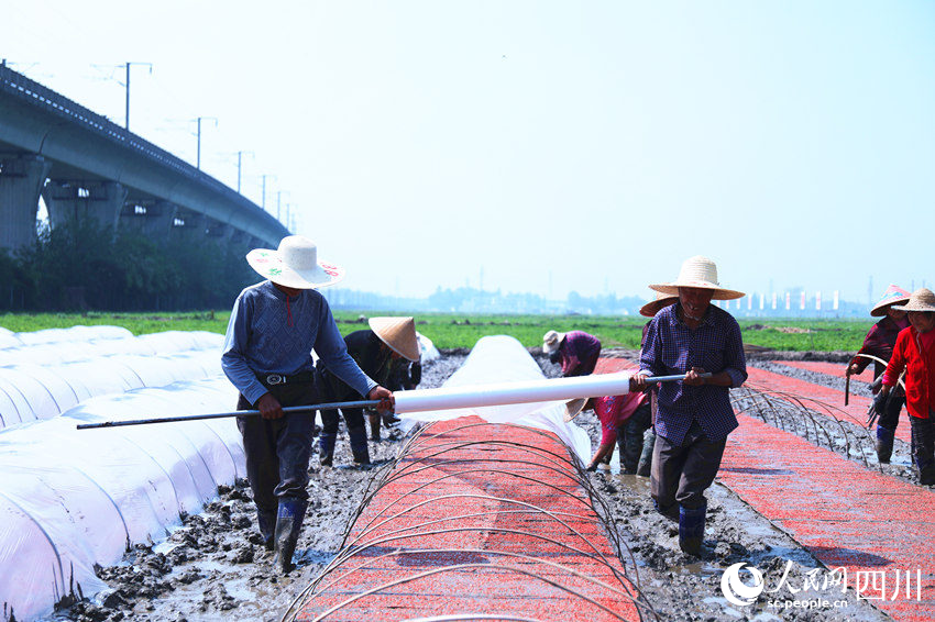 永豐村村民搶抓農(nóng)時進行水稻育秧。人民網(wǎng) 趙祖樂攝