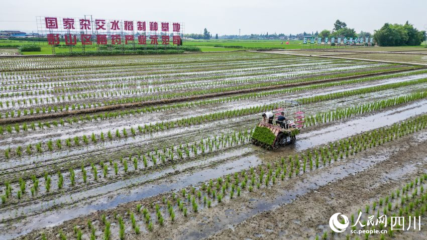 在眉山市彭山區(qū)制種基地，工人們正利用插秧機(jī)移栽水稻母本秧苗。翁光建攝