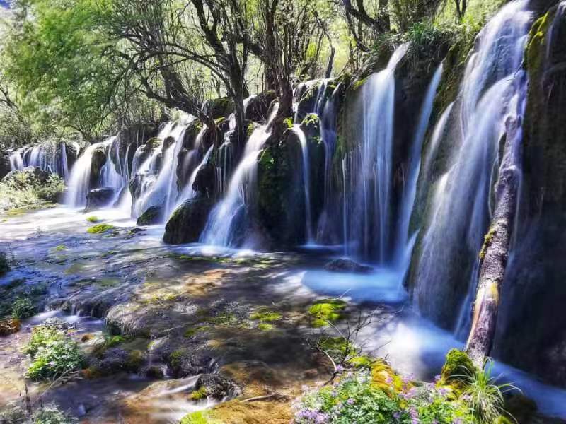 草木日夜聽山泉。九寨溝景區(qū)供圖