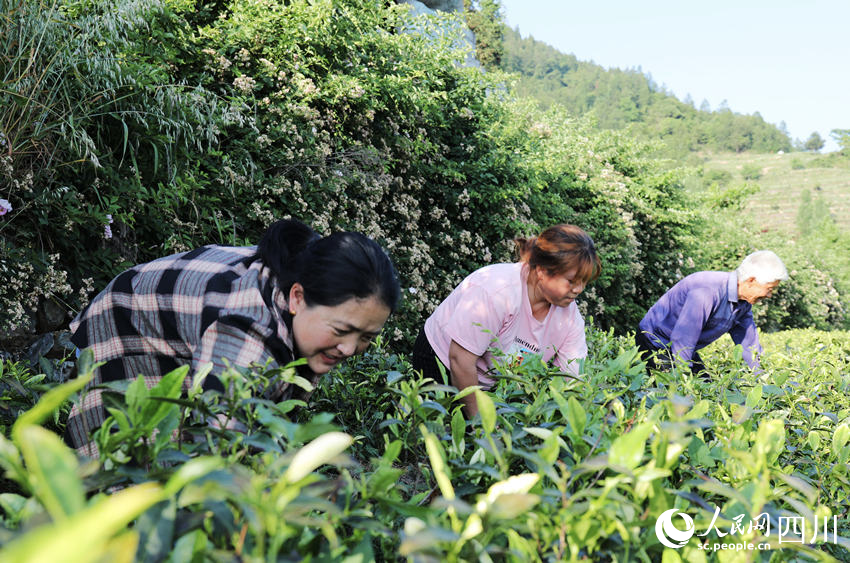 茶農(nóng)在“白葉一號(hào)”茶葉基地進(jìn)行夏季管護(hù)。人民網(wǎng) 彭茜攝