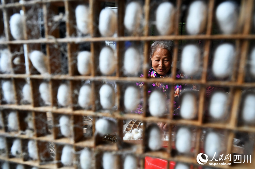 蠶農(nóng)在采收夏繭。蘭自濤攝