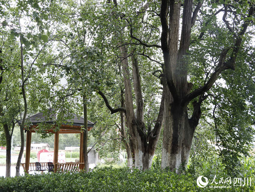 古樹(shù)梨園 勾璇攝