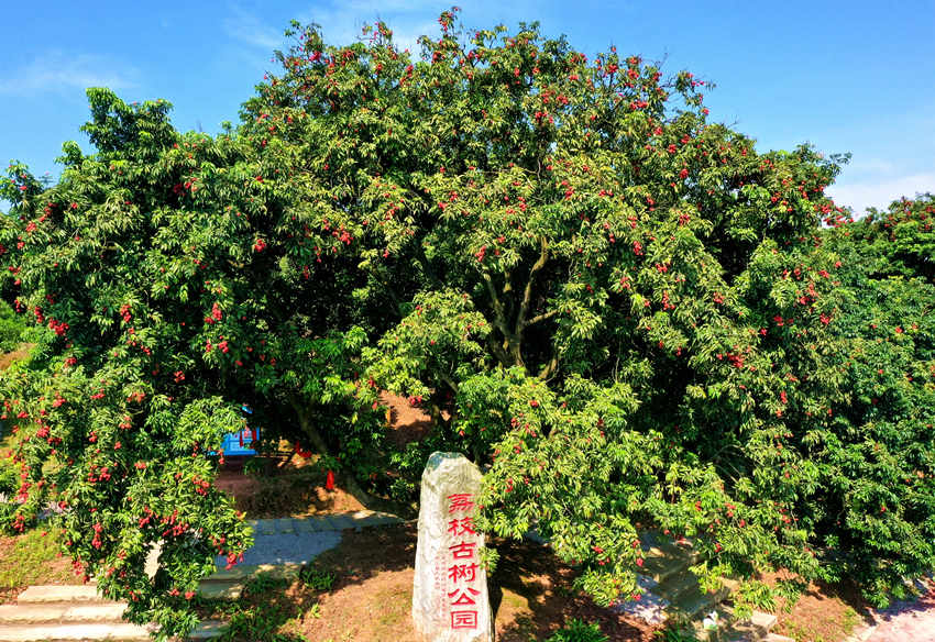 荔枝古樹公園。合江縣融媒體中心供圖