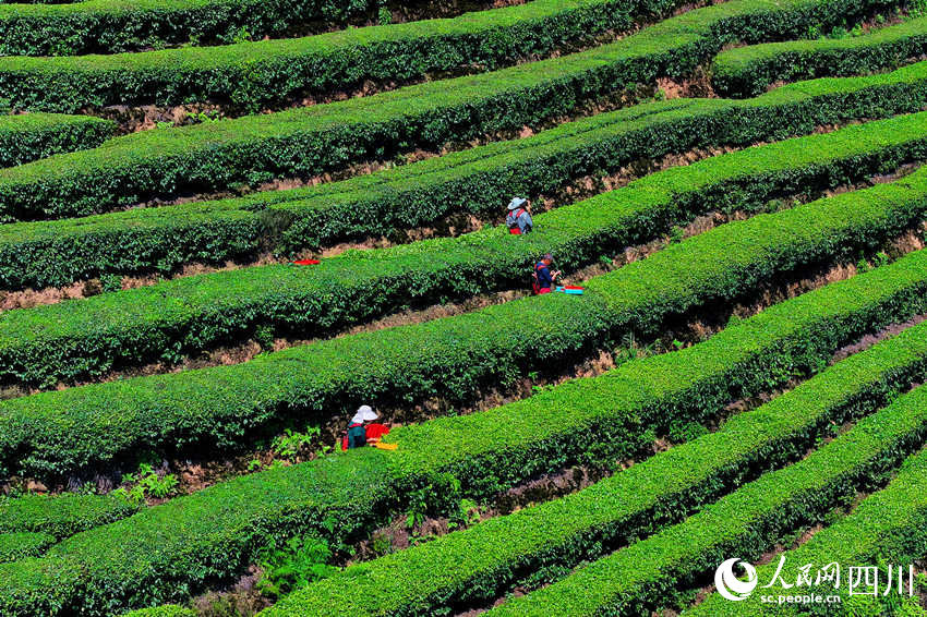 茶農(nóng)在茶園采摘茶葉。廖勝春攝