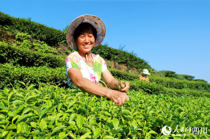 茶農(nóng)在茶園采摘茶葉。廖勝春攝