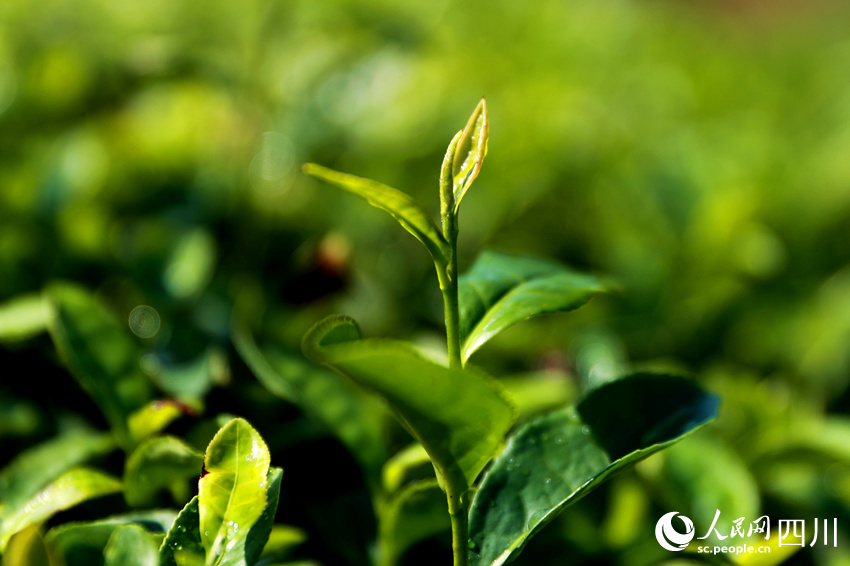 茶園里鮮嫩的茶葉。廖勝春攝