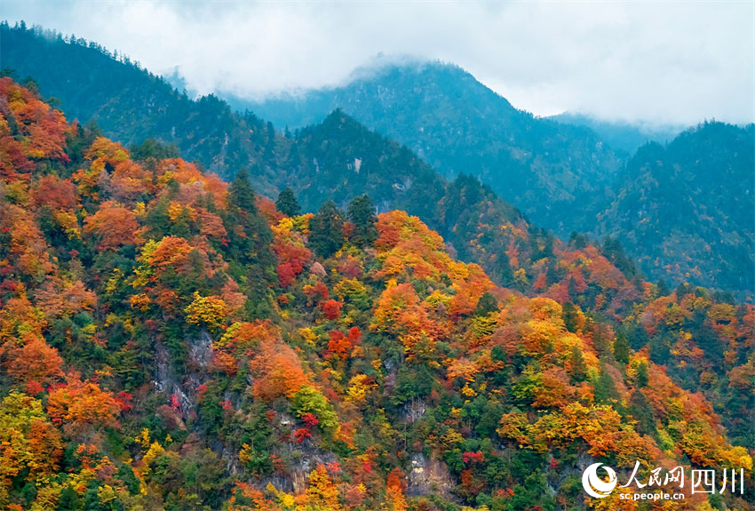 滿山紅遍，秋色如畫(huà)。胡宇攝