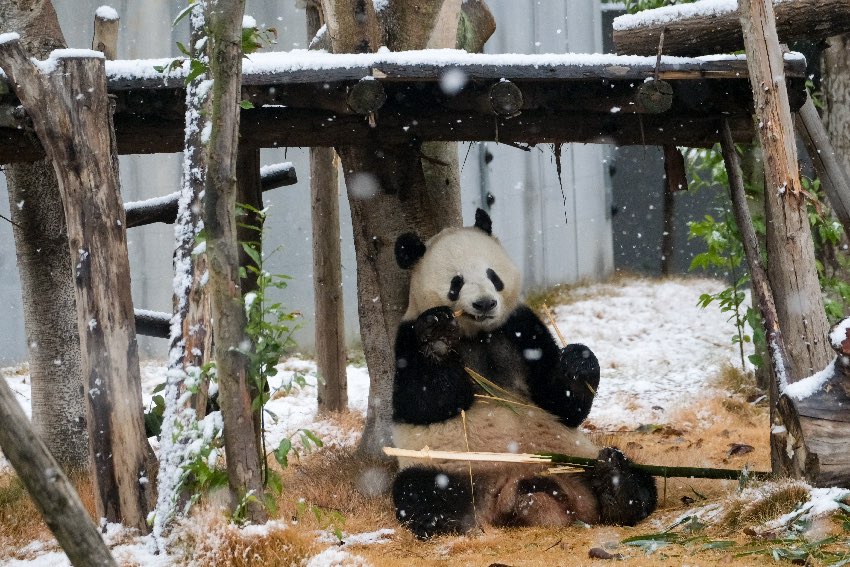 雪中吃竹的大熊貓。成都大熊貓繁育研究基地供圖