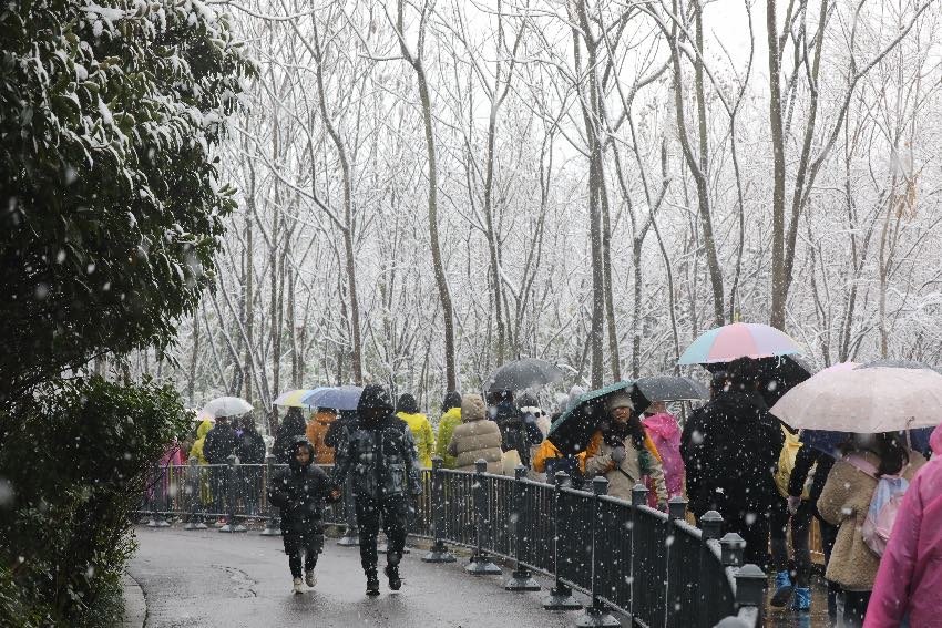 游客們排隊(duì)前往基地看熊貓。成都大熊貓繁育研究基地供圖