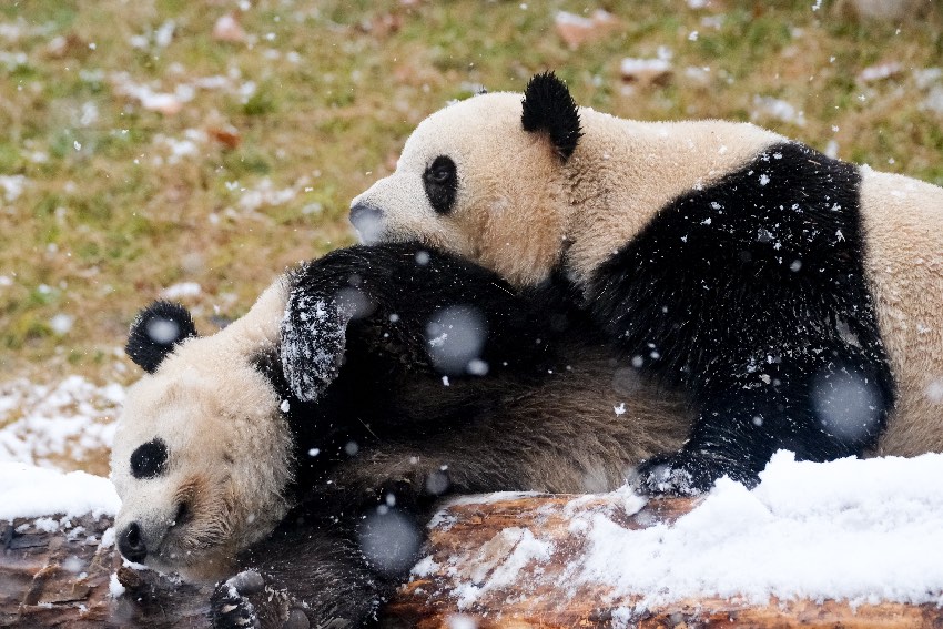 雪地里打鬧的大熊貓。成都大熊貓繁育研究基地供圖