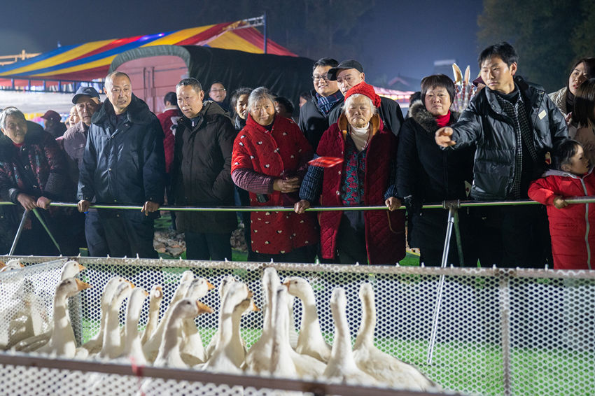 2月1日，群眾在眉山市彭山區(qū)金燭村的萬家水碾夜市體驗(yàn)“套鵝”游樂項(xiàng)目。翁光建攝