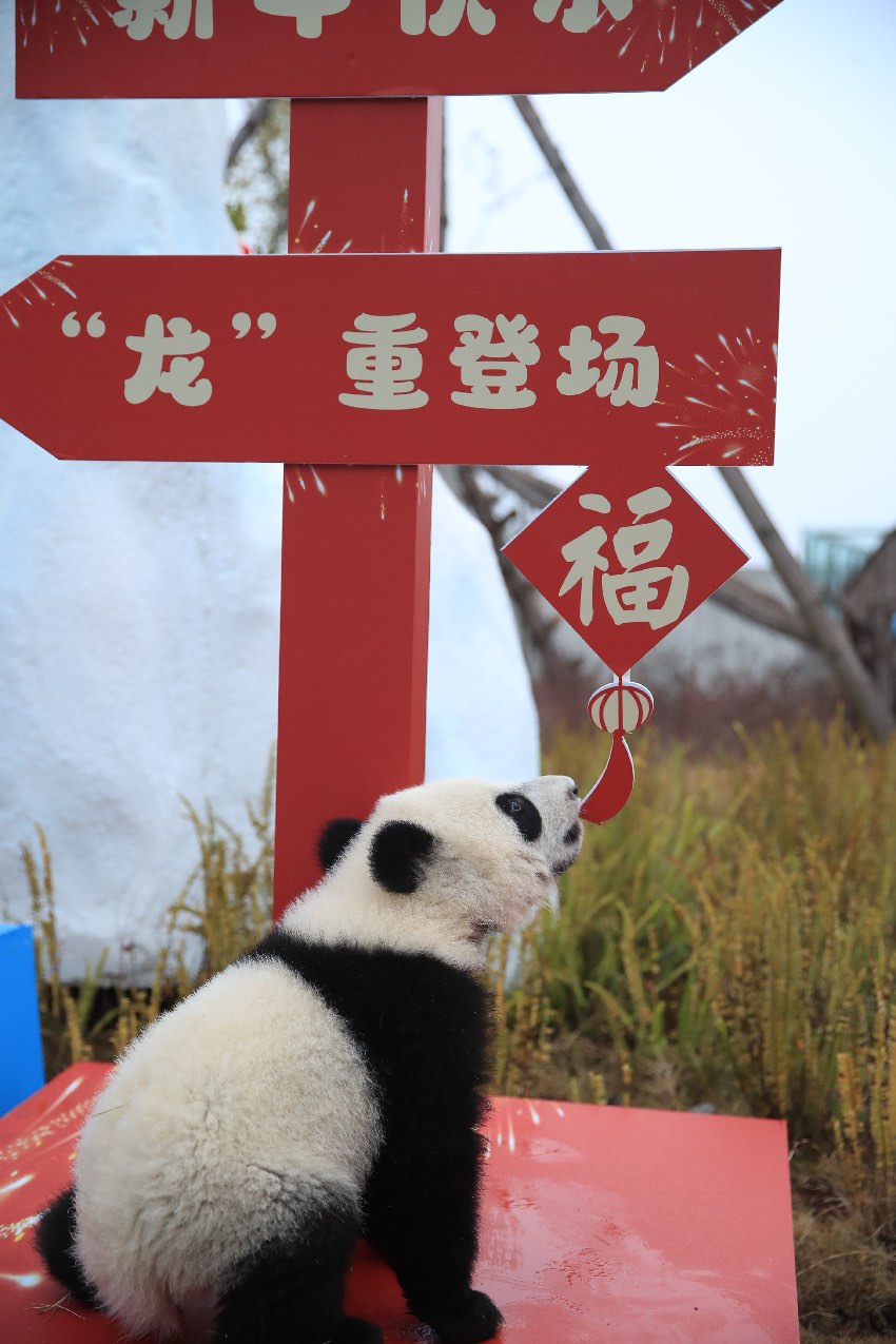 熊貓基地大熊貓寶寶賀新春。成都大熊貓繁育研究基地供圖