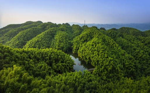 沐川縣人造竹林