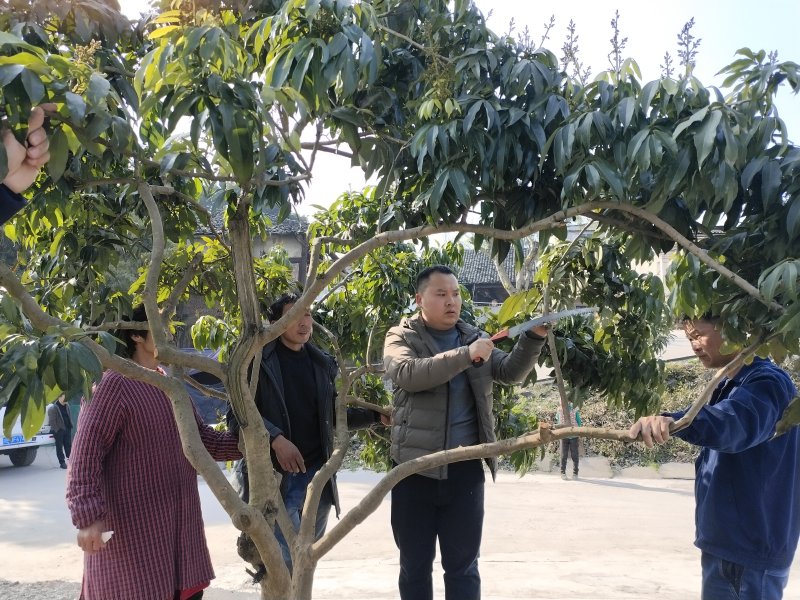 永寧街道黨員科技服務(wù)小分隊(duì)隊(duì)員在安富村8組田間地頭向村民傳授油菜和果樹春季田間管理技術(shù)。