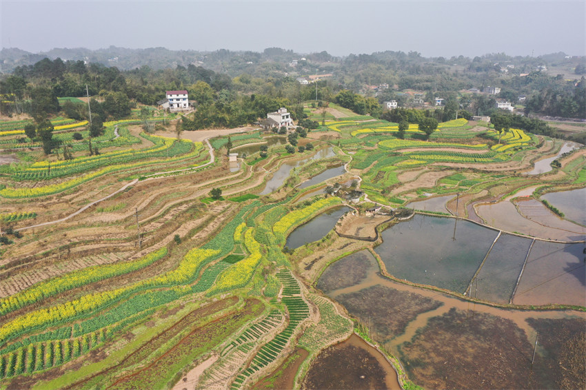 2月20日，瀘州市納溪區(qū)上馬鎮(zhèn)太平村梯田油菜花海盛開。陳揚攝