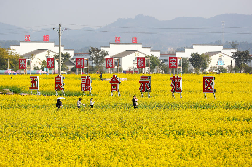 游客踏青賞花，享受春光。牟科攝 