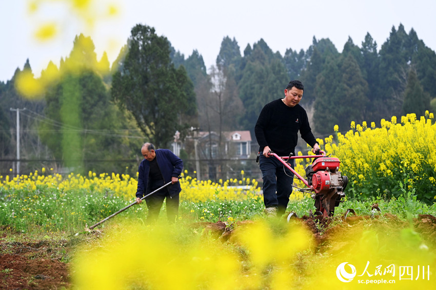 農(nóng)民正在耕整土地。蘭自濤攝