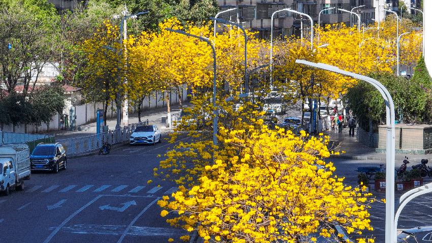 黃花風(fēng)鈴木。西昌市融媒體中心供圖