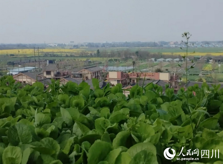 從“空中菜園”俯瞰“天府之國(guó)”。人民網(wǎng)記者 劉海天攝