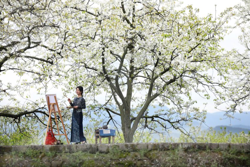 游客在達州市通川區(qū)羅江鎮(zhèn)鳳尾村的梨花下寫生。唐朝祥攝