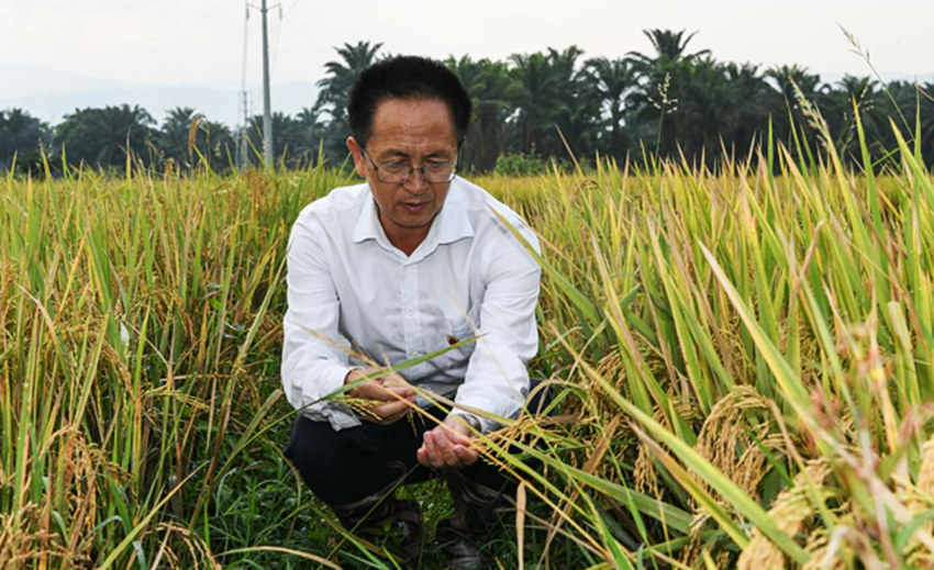 在布隆迪布班扎省基航加縣，中國援布農(nóng)業(yè)專家組組長楊華德在田間查看雜交水稻（右）和當(dāng)?shù)厮?。受訪者供圖