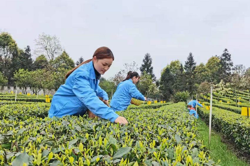 早白尖茶葉基地工人采茶忙。王春艷供圖