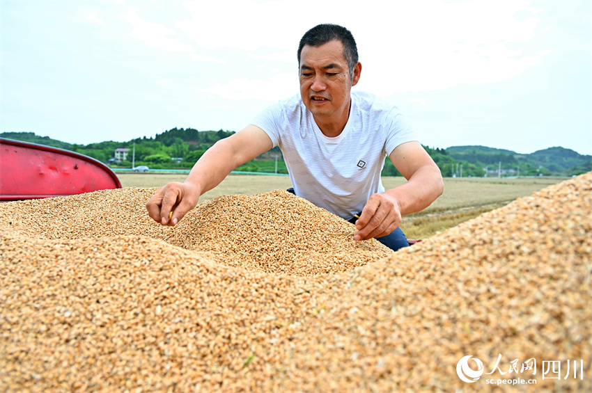 你我盤中餐，粒粒皆辛苦。人民網(wǎng)記者 劉海天攝