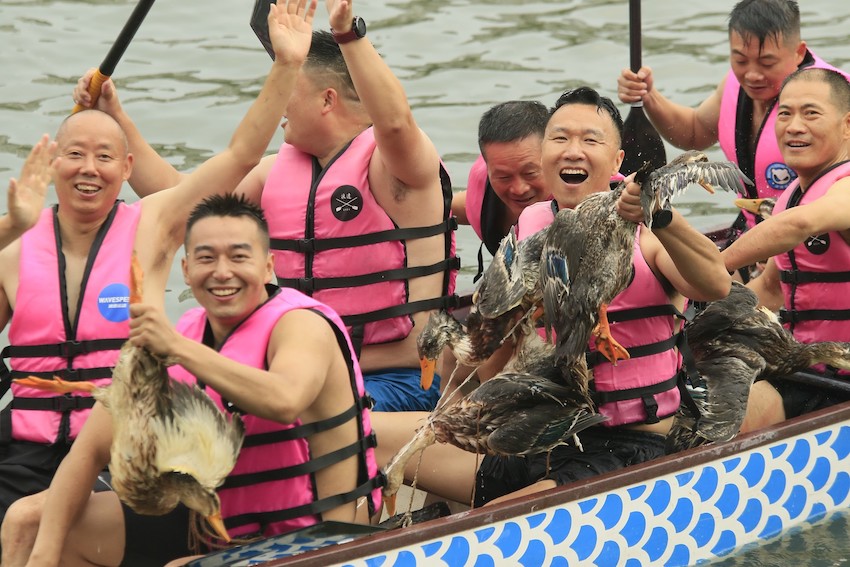 南河上演搶鴨子大戲，獲勝者“狂炫耀”搶到的鴨子。新津區(qū)委宣傳部供圖